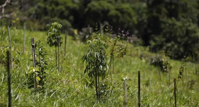 Revisão do IBGE amplia Cerrado e diminui Mata Atlântica