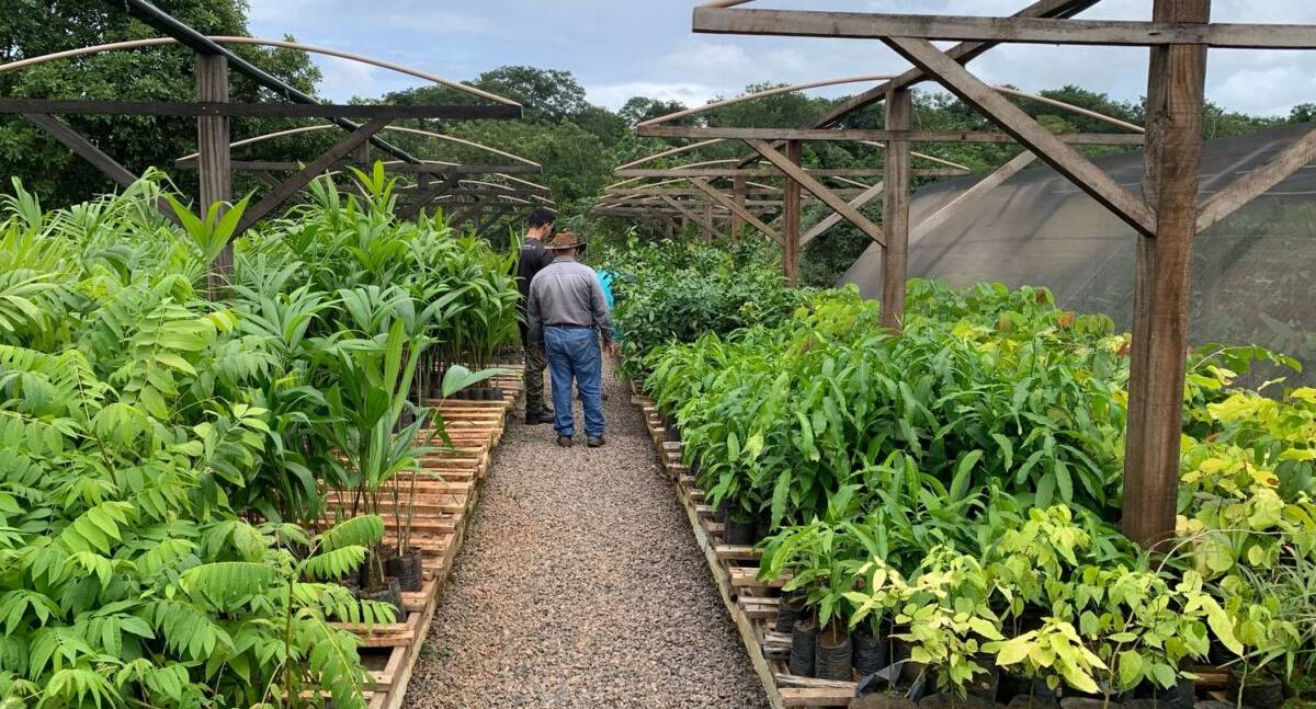 Rondônia amplia produção de mudas e fortalece restauração ambiental com alinhamento entre governo e municípios