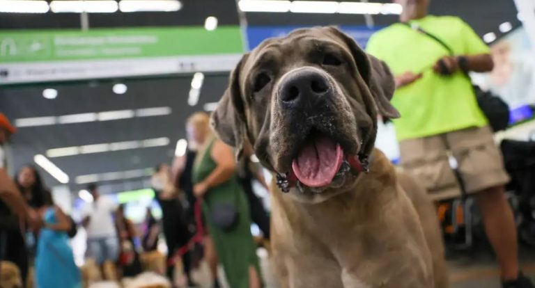 STF mantém suspensão de lei do Rio sobre transporte gratuito de animais de apoio emocional