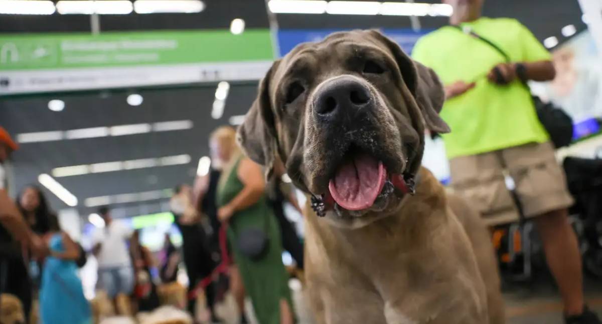 STF mantém suspensão de lei do Rio sobre transporte gratuito de animais de apoio emocional