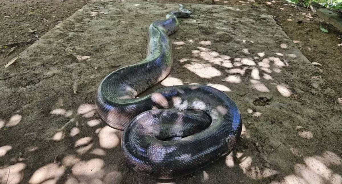 Sucuri de 4 metros é resgatada em bairro de Porto Velho