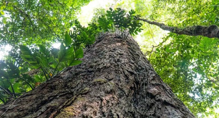 Suíça doa R$ 33 milhões para o Fundo Amazônia em evento na COP30