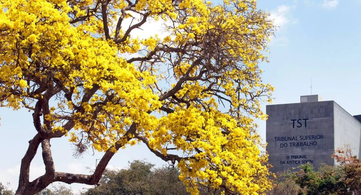 TST escolhe desembargadoras Margareth Costa, Maria de Nazaré Rocha e Márcia Regina Campos para lista tríplice