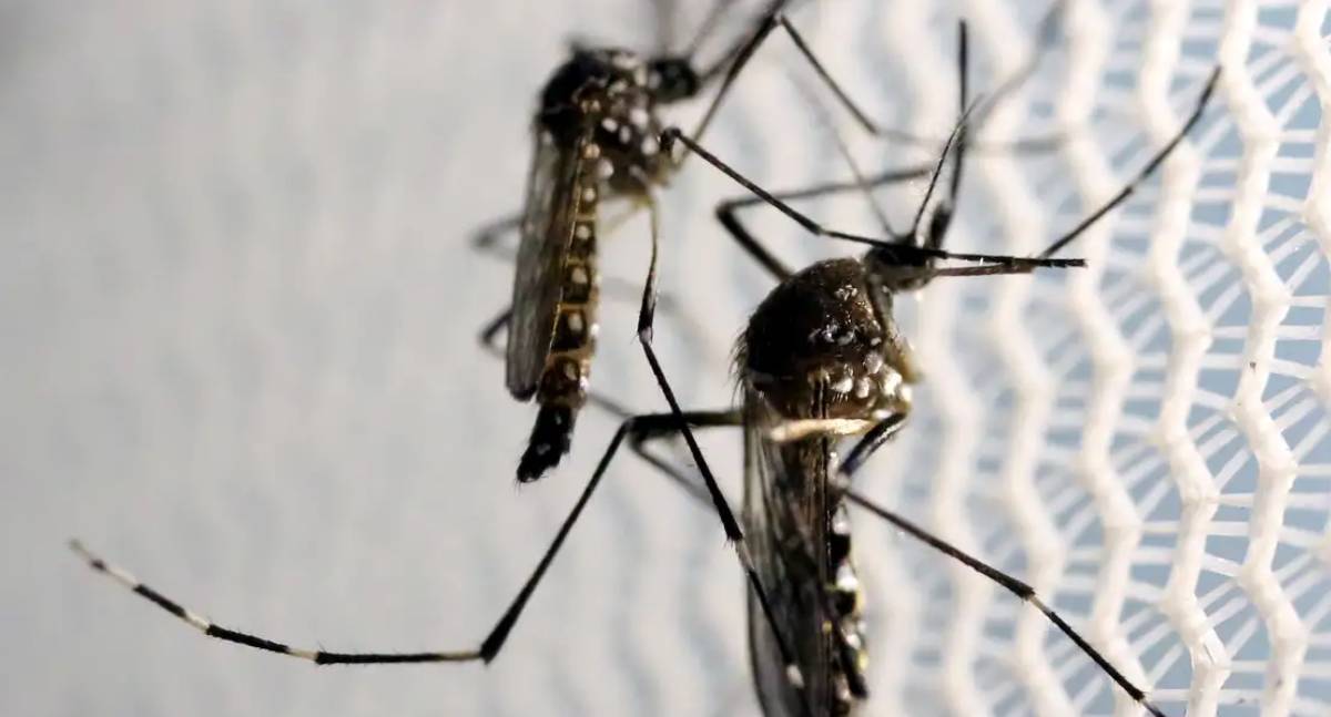 Vacina de dose única do Butantan contra dengue pode ser solução global