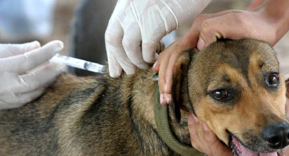 Vacinação contra a raiva em Jaru será neste sábado, 29