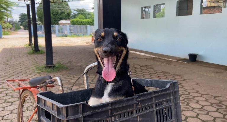 Mais de 90 pontos oferecem vacinação antirrábica