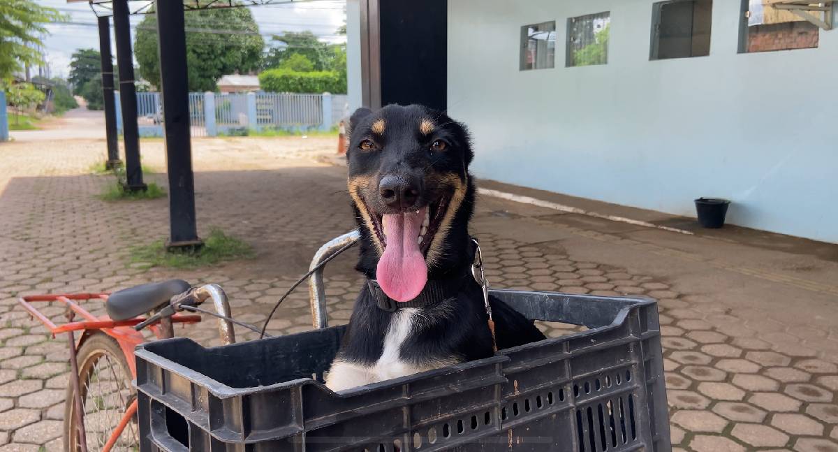 Mais de 90 pontos oferecem vacinação antirrábica