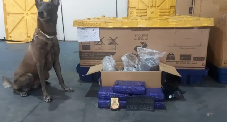 PM e Canil apreendem 5 kg de maconha em depósito em Rondônia