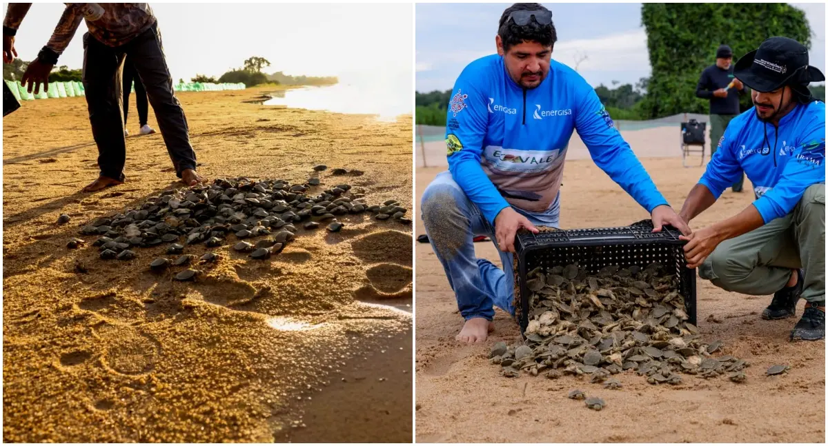 Projeto Quelônios do Guaporé prevê soltura de 2 milhões em RO