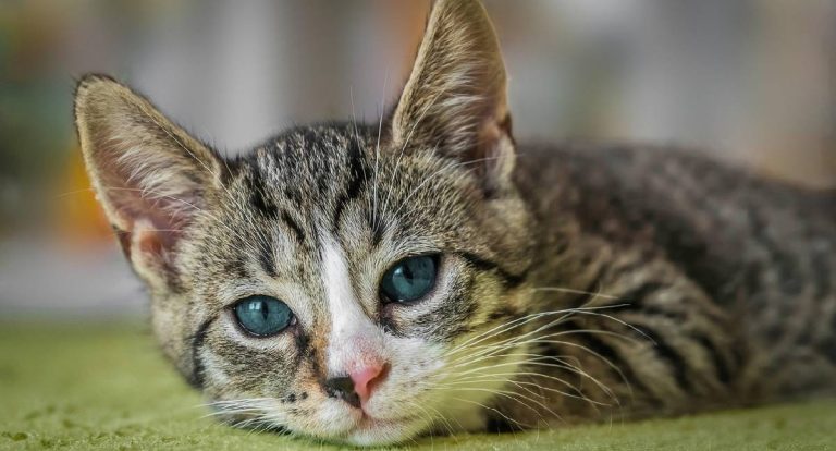 A escolha por pets no Natal e os impactos para a rotina das famílias