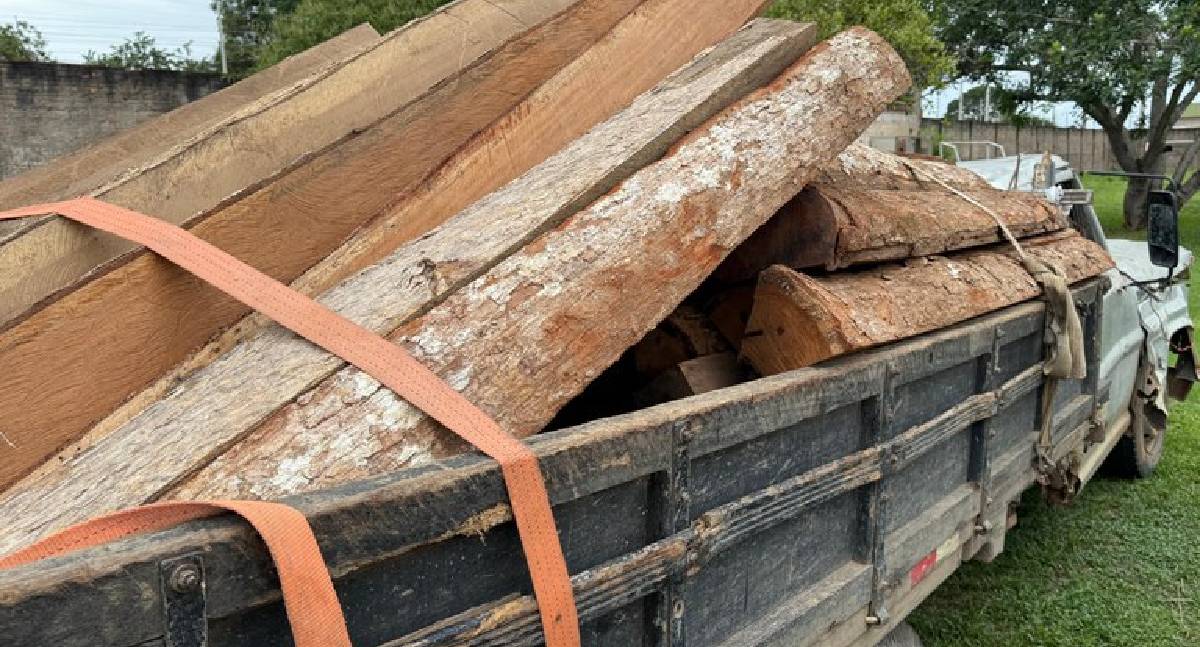 Ações integram forças contra extração ilegal de madeira