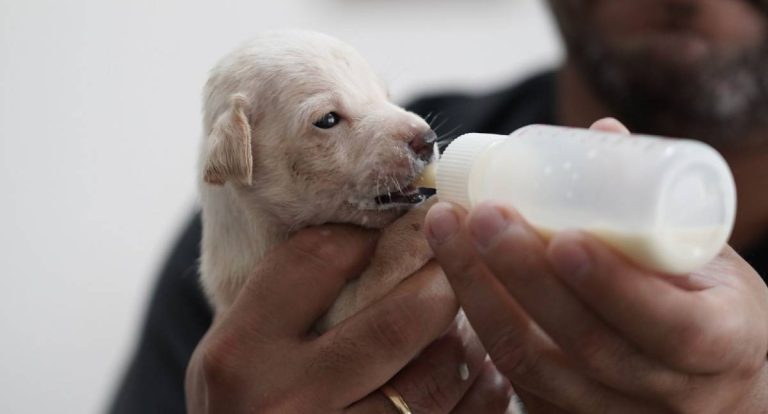 Adoção cresce, mas abandono ainda preocupa e mobiliza ações da Sema