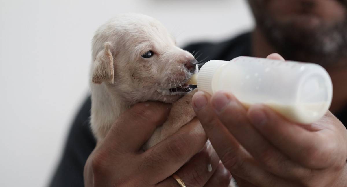 Adoção cresce, mas abandono ainda preocupa e mobiliza ações da Sema