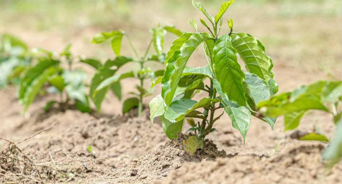 Alex Redano indica distribuição de mudas de café e calcário para Primavera de Rondônia