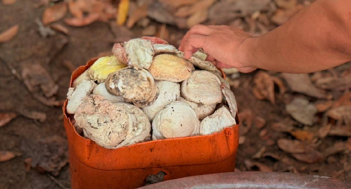 Atividades extrativistas impulsionam desenvolvimento sustentável na Resex Rio Cautário