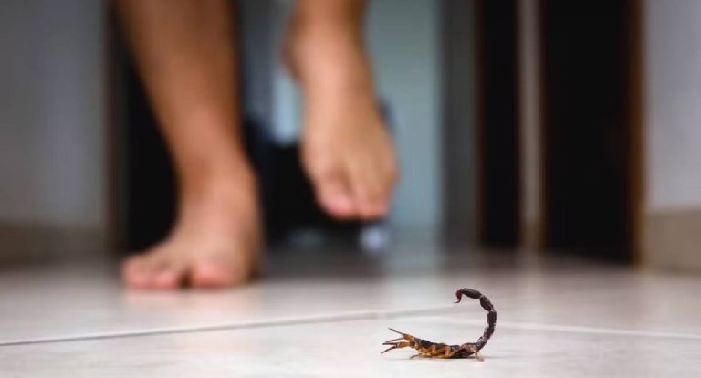 Brasil registra alta de mortes por picadas de escorpião; saiba como agir se você for picado
