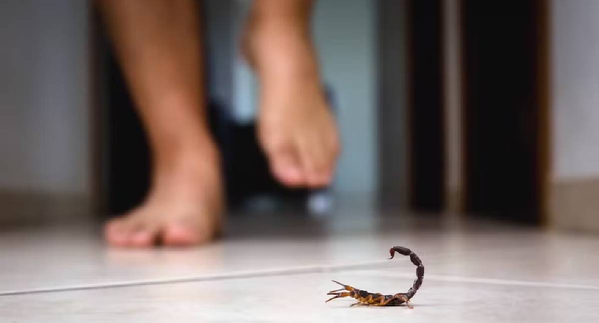Brasil registra alta de mortes por picadas de escorpião; saiba como agir se você for picado