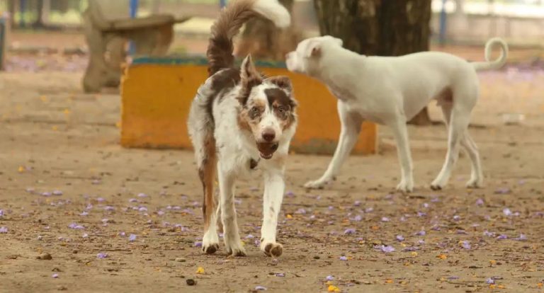 Brasil tem 30 milhões de animais abandonados