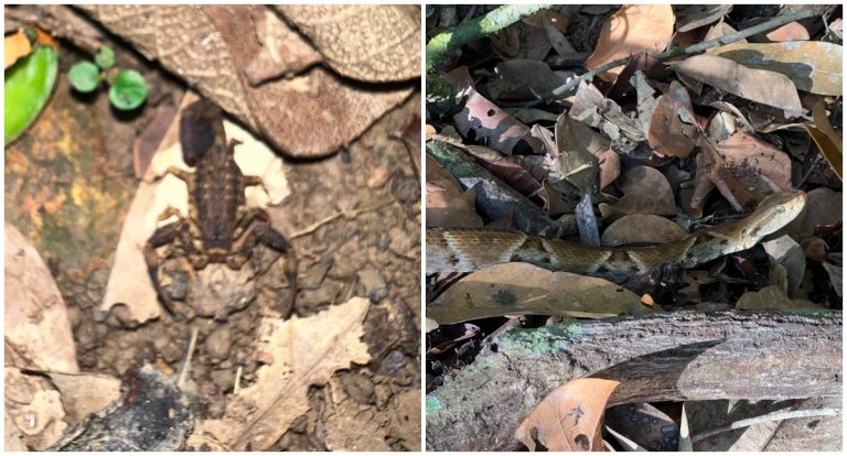 Como proteger a casa contra insetos no período chuvoso