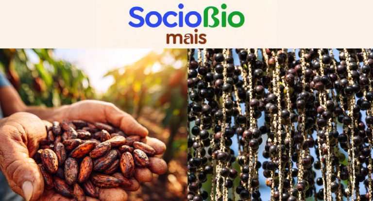 Conab atualiza preços mínimos de extrativos para a safra 2026