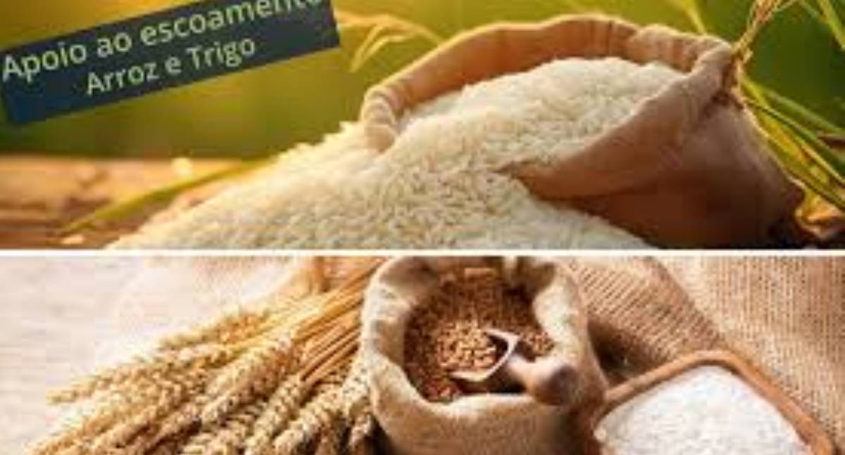 Conab negocia 170,68 mil toneladas de trigo em leilões de apoio ao escoamento