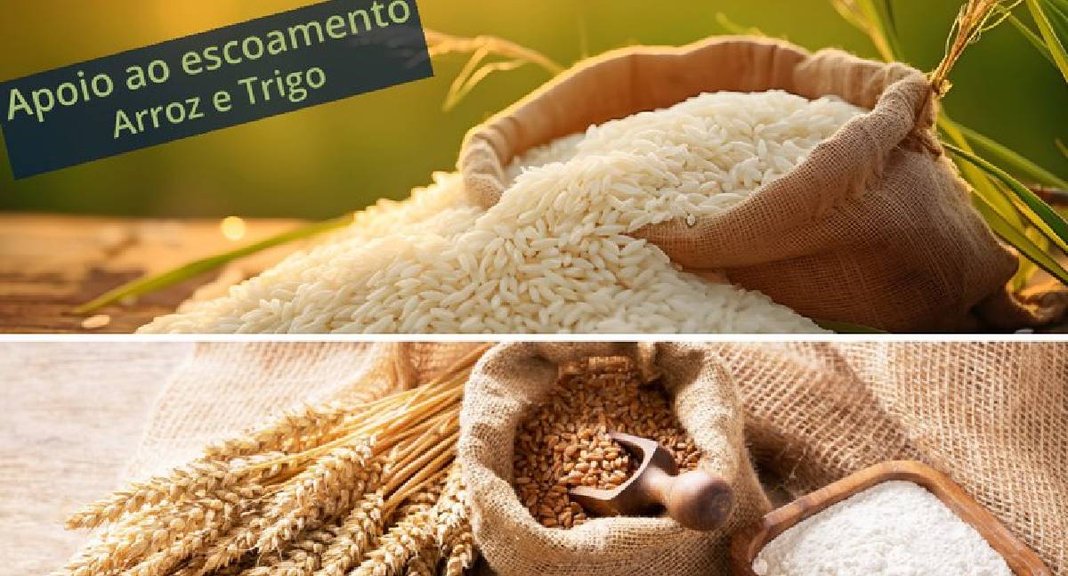 Conab negocia mais de 170 mil toneladas de trigo em leilões