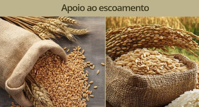 Conab realiza leilões para escoamento de trigo e arroz nesta quarta-feira