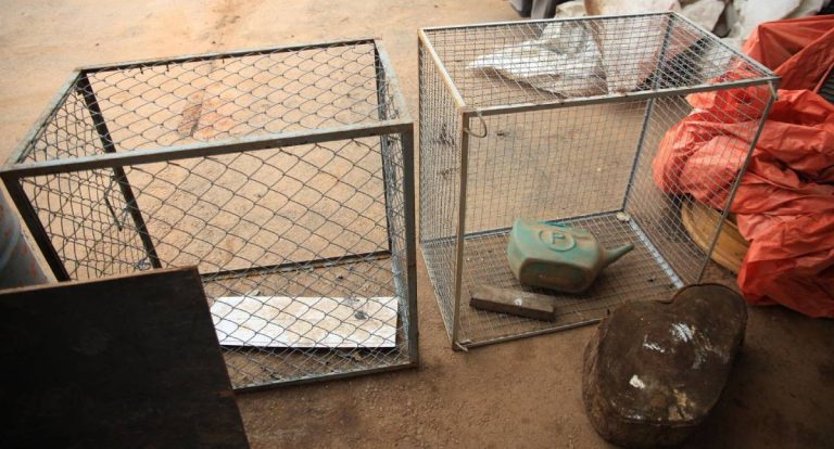 Ecobueiros reduzem alagamentos em Porto Velho