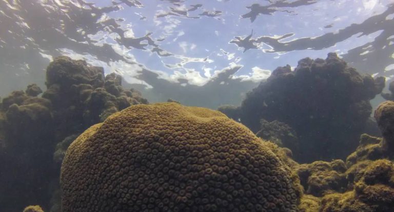 El Niño altera ecossistema marinho e produtividade da pesca