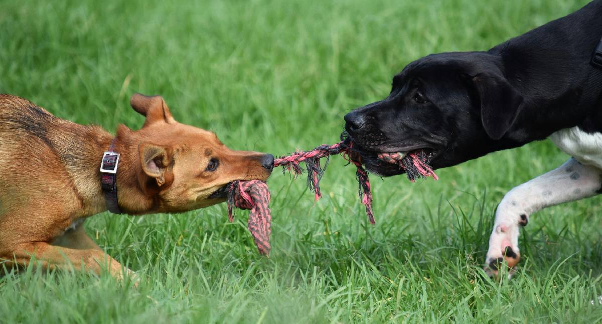 Encontros, presentes e convivência no amigo secreto dos tutores de pets
