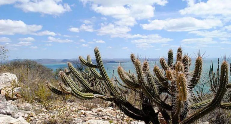 Governo federal lança plano para recuperar 10 milhões de hectares na Caatinga