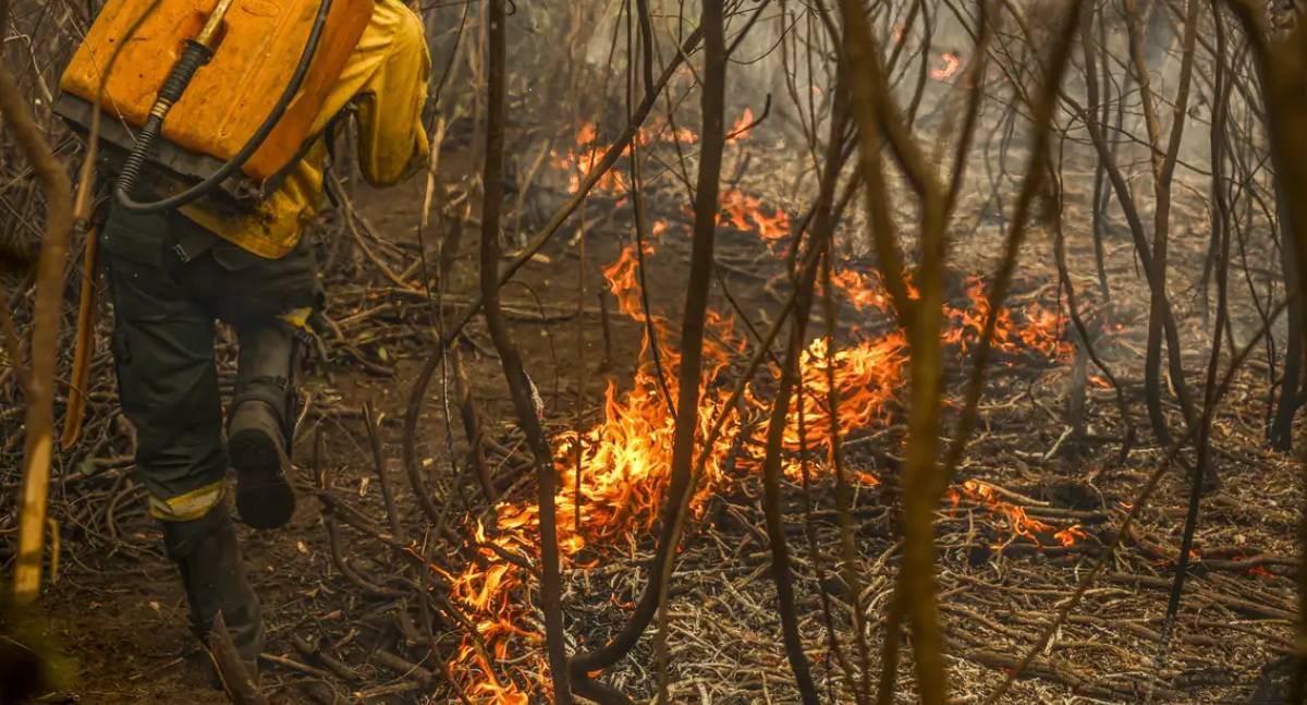 Governo lança painel inédito para rastrear gastos ambientais