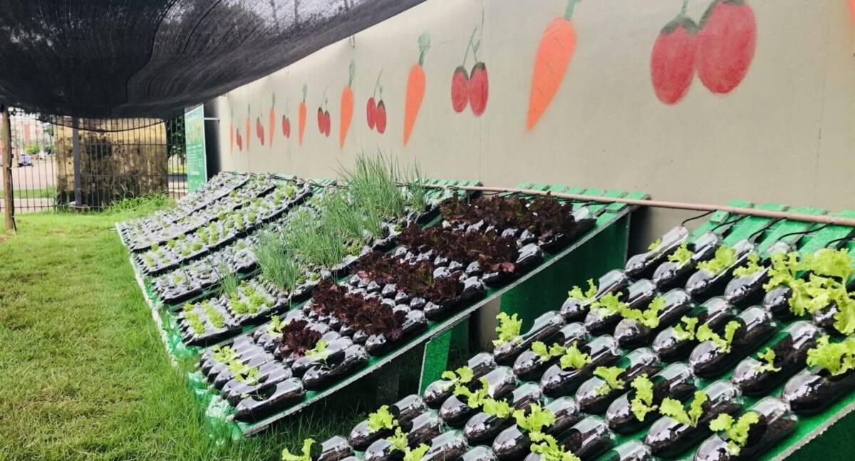 Horta hidropônica amplia ações de sustentabilidade no Idep em Porto Velho