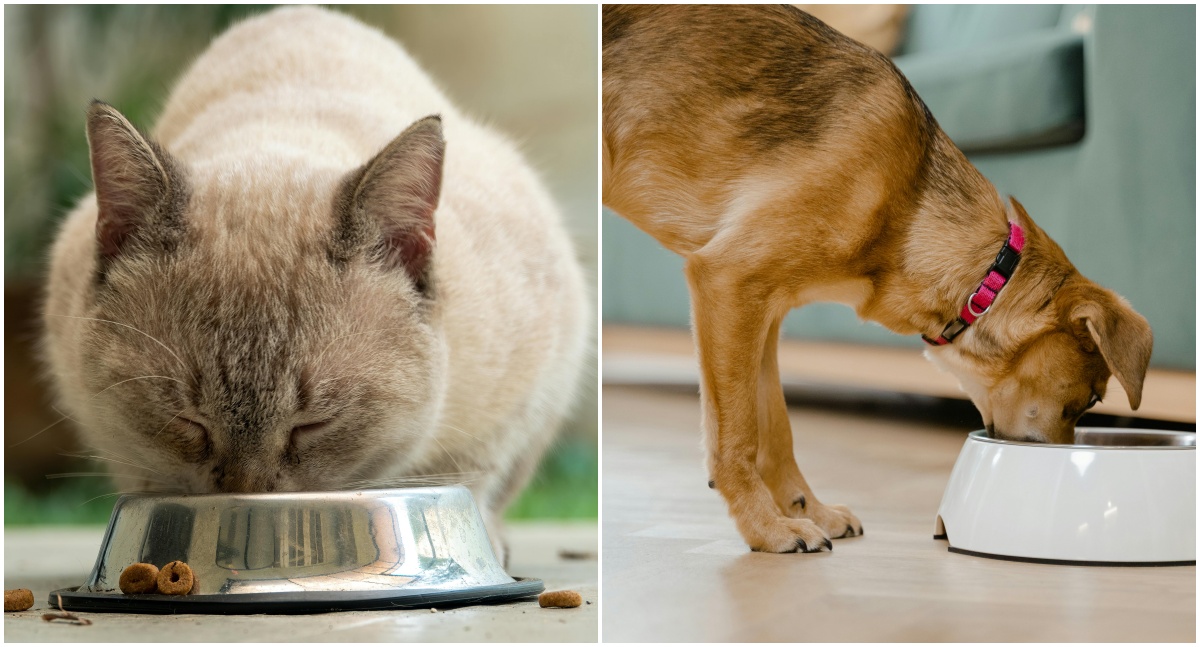 Nutrição sob medida orienta o futuro de cães e gatos