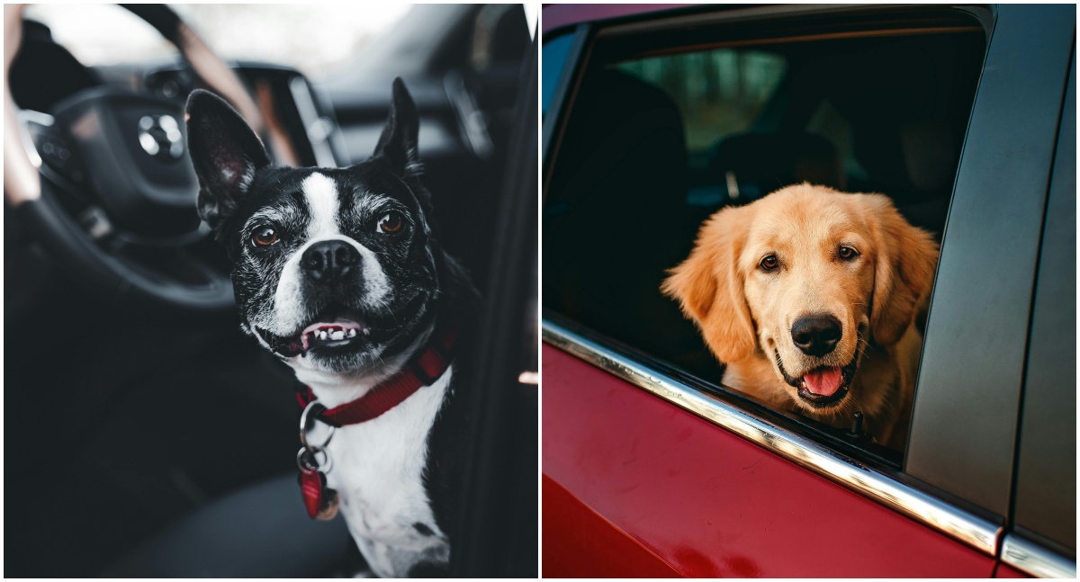 Mala com quatro patas requer preparo nas viagens de fim de ano