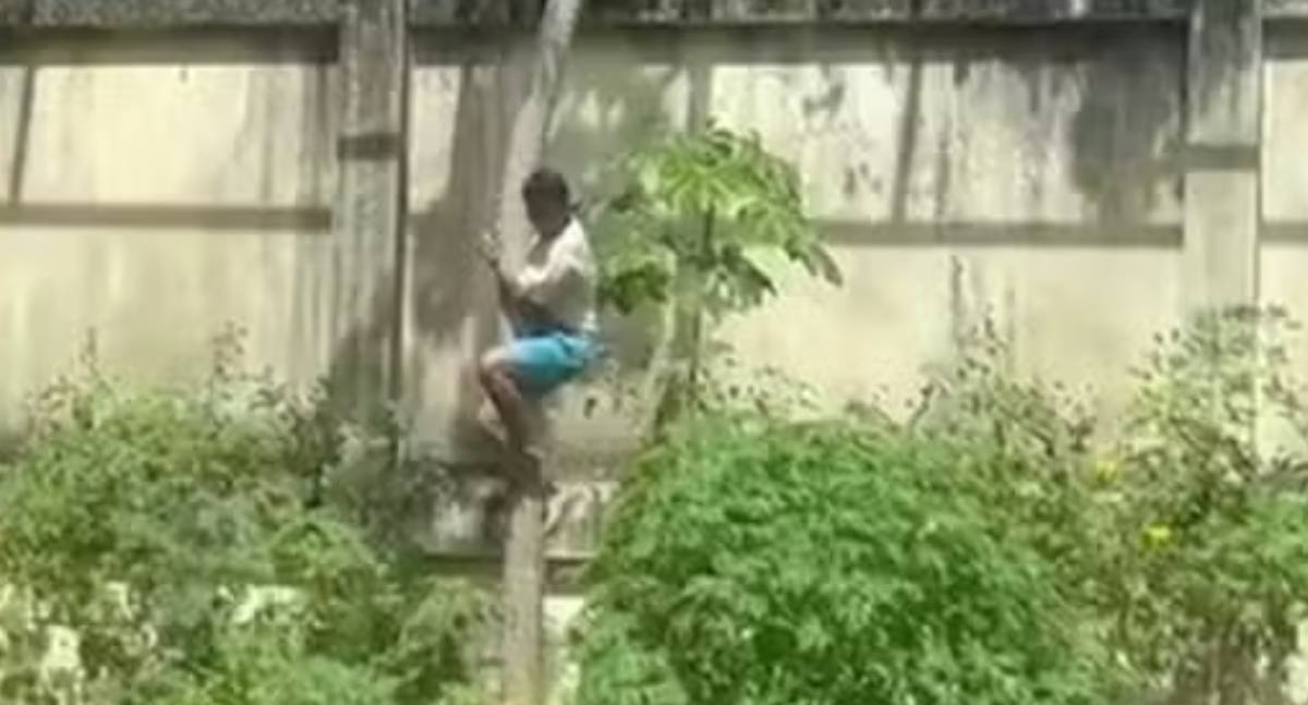 O que se sabe sobre o caso do homem morto por leoa em zoológico