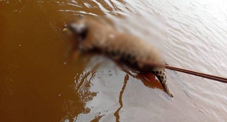 Onça-pintada é encontrada morta com marcas de tiros no Rio Guaporé