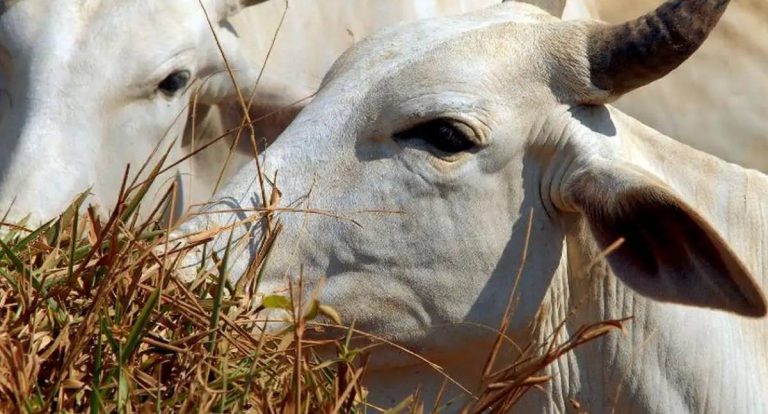 ONGs denunciam riscos e precariedade na exportação de bois vivos pelo Brasil