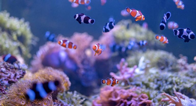 Peixes tímidos ou ousados? Acredite eles têm estilo