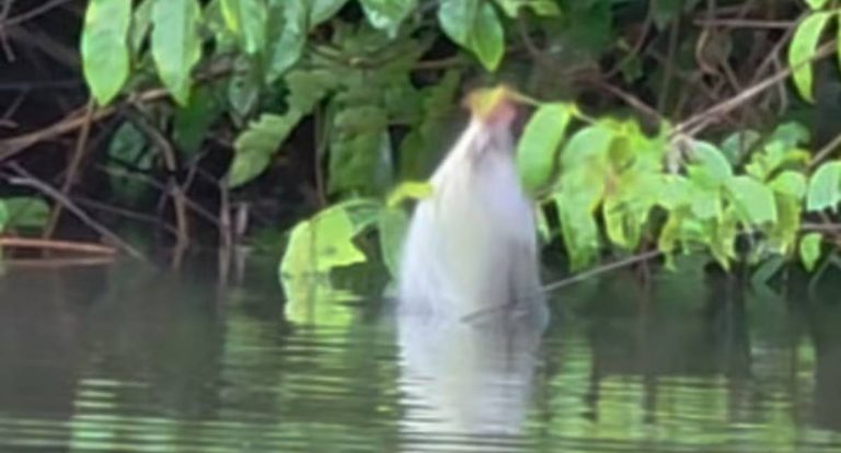 Pescador de RO flagra peixe pulando para se alimentar no Rio Paxiúba