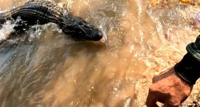 Pescador de Rondônia quase é mordido por jacaré ao salvar amigo