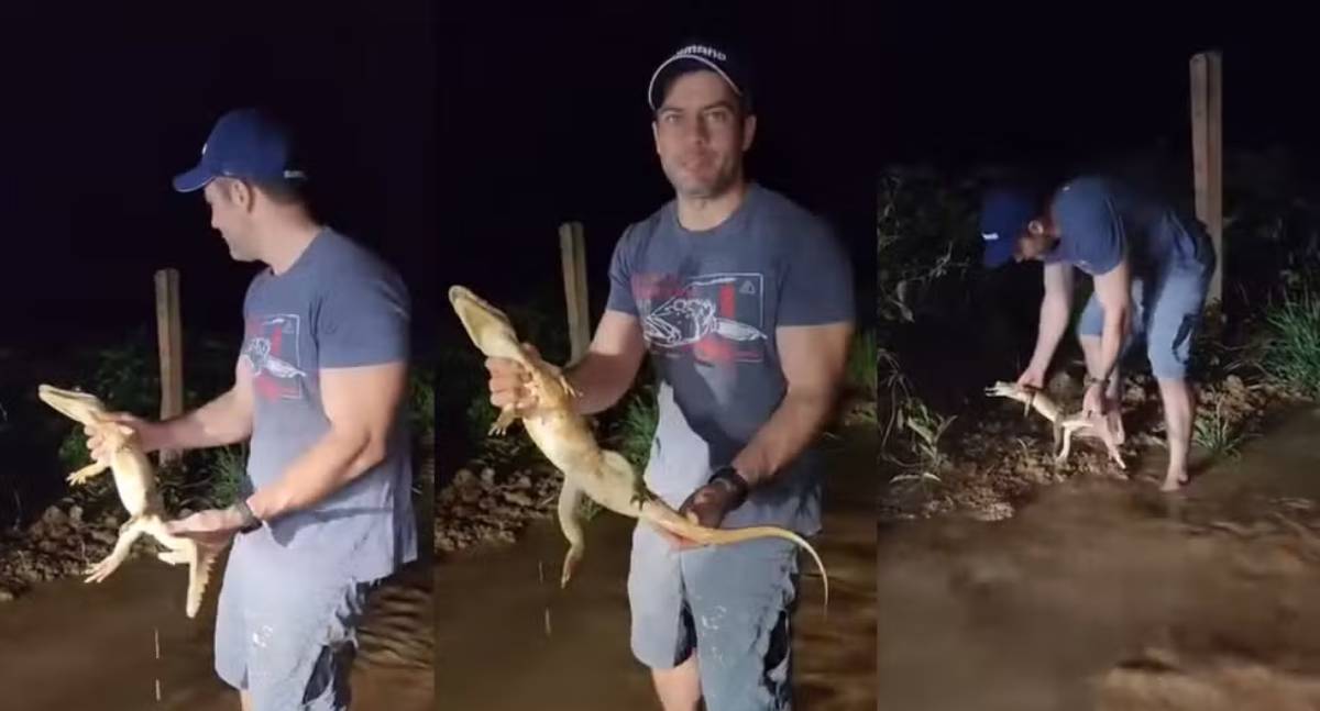 Pescador resgata jacaré perdido em estrada rural de Porto Velho
