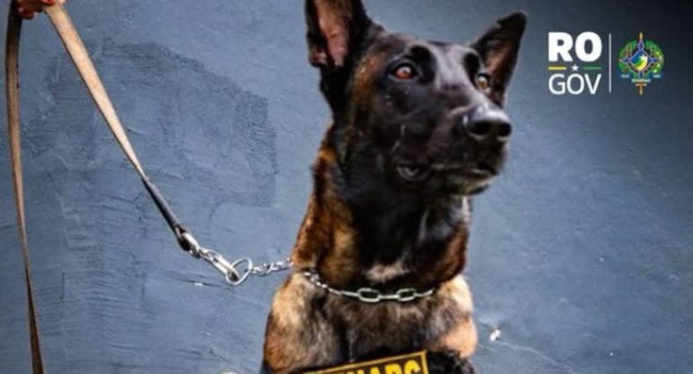 Polícia Civil apreende 285 ampolas de tirzepatida em Rondônia