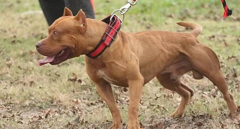 Polícia Militar dispara contra pit bull que atacou homem na rua em RO