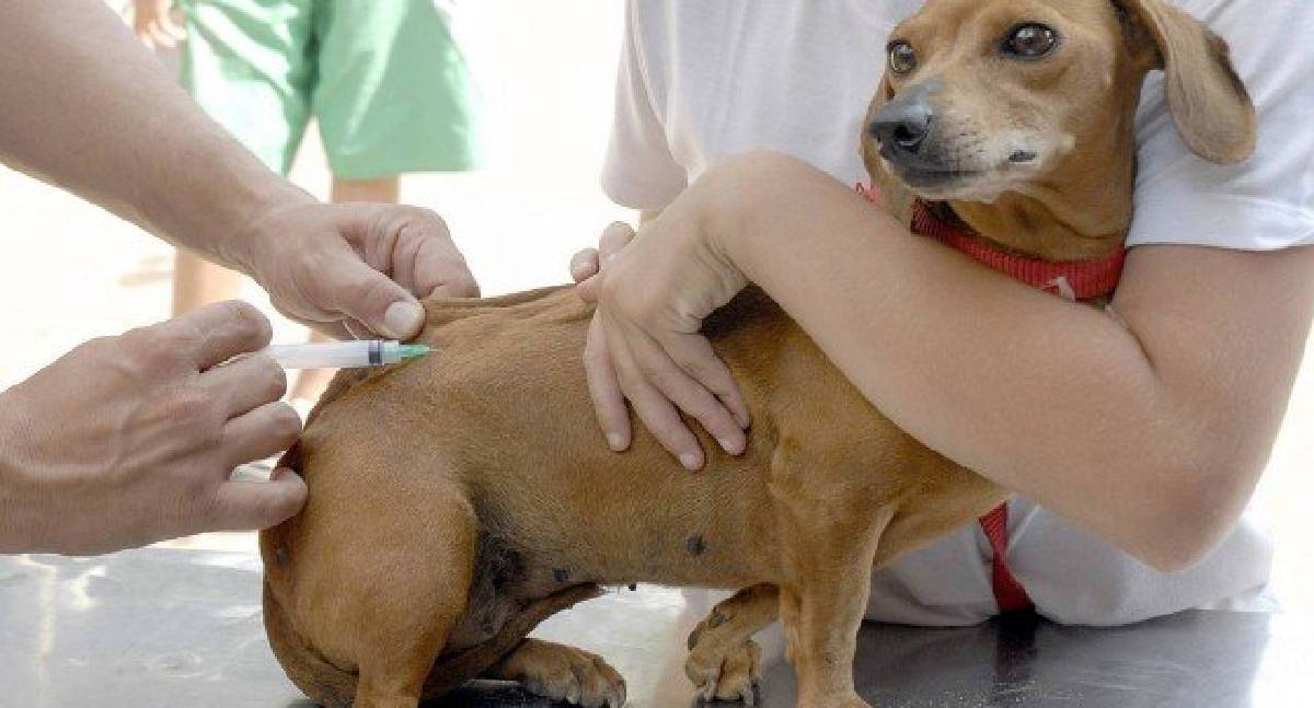 Prefeitura de Jaru realiza segunda etapa da vacinação antirrábica neste sábado