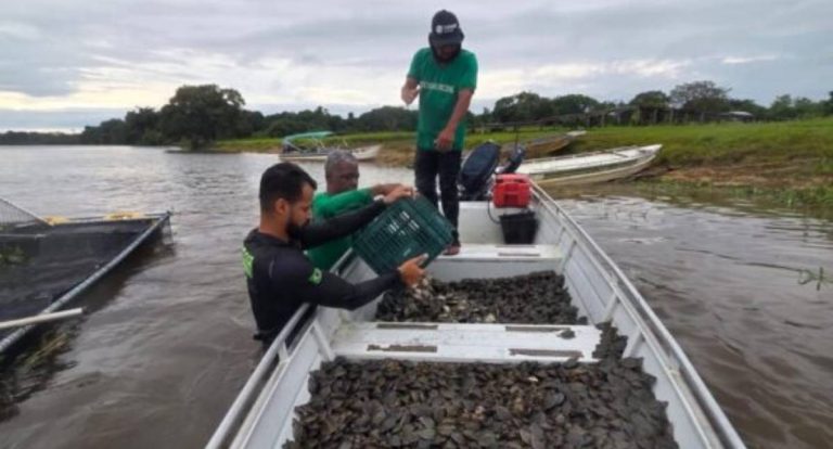 Projeto ambiental do governo de RO garante soltura de 228 mil filhotes de tartaruga-da-Amazônia no Parque Estadual Corumbiara