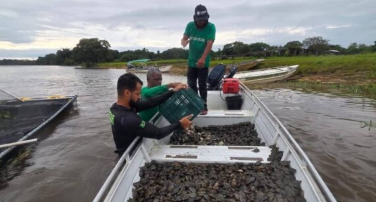 Projeto ambiental do governo de RO garante soltura de 228 mil filhotes de tartaruga-da-Amazônia no Parque Estadual Corumbiara