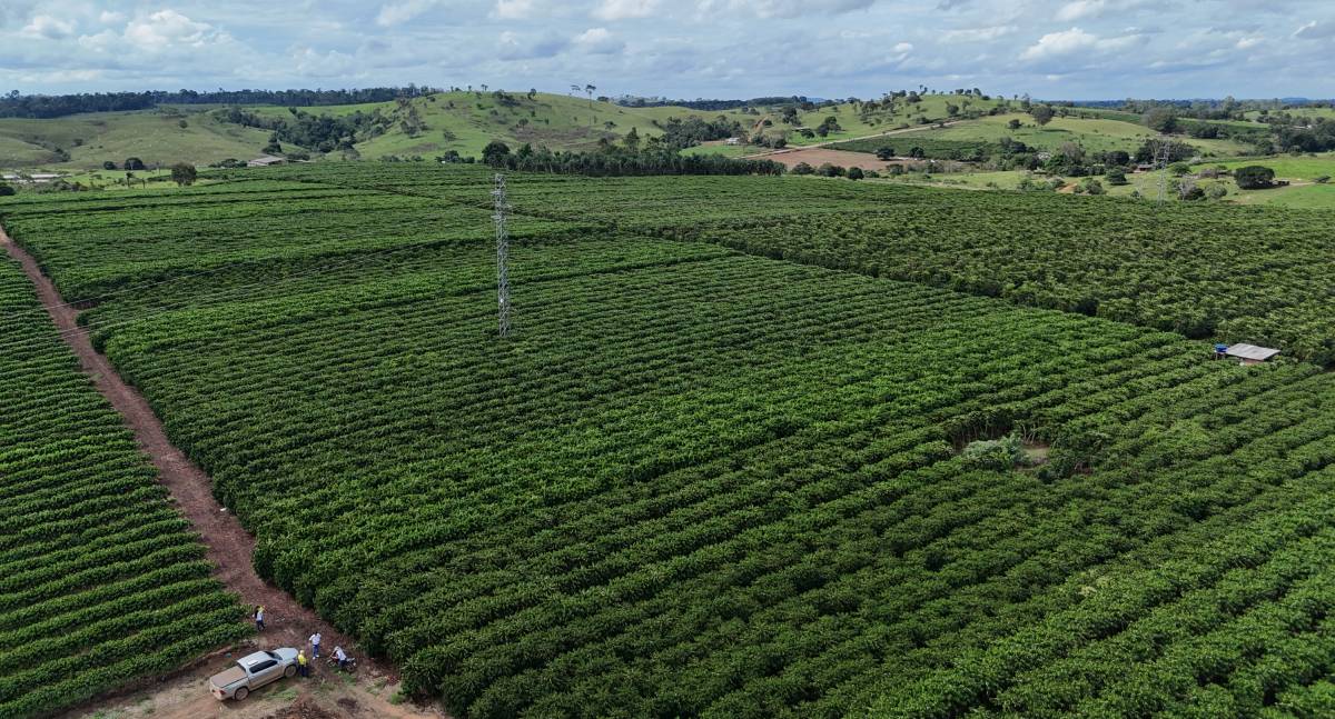 Reconhecimento da vocação cafeeira: Dra. Taíssa manifesta apoio ao título de ''Terra do Café'' para Nova Brasilândia d’Oeste