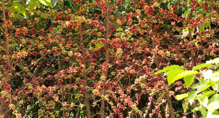 Rondônia fecha 2025 com metas rurais cumpridas e recorde no café