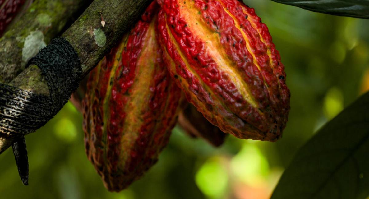Rondônia sedia pela primeira vez o Concurso Nacional de Qualidade do Cacau